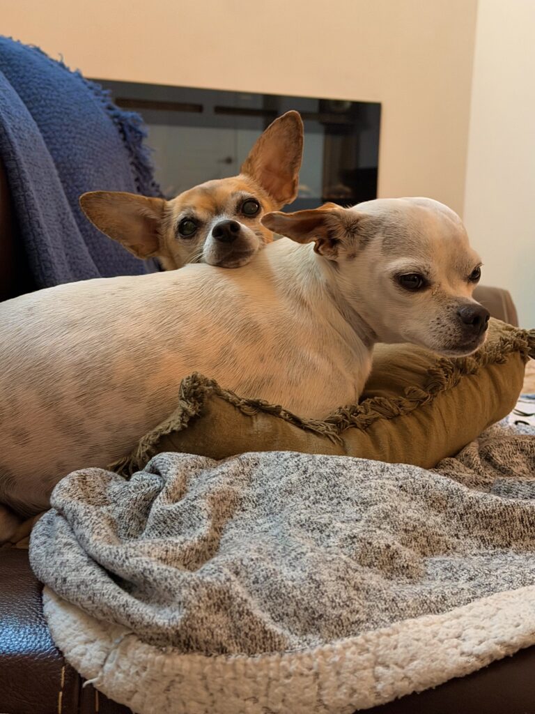 two chihuahuas napping on couch during overnight stay