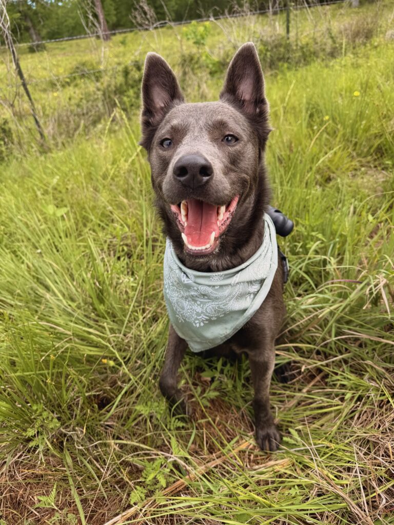 Cattle dog on a walk with pet sitter