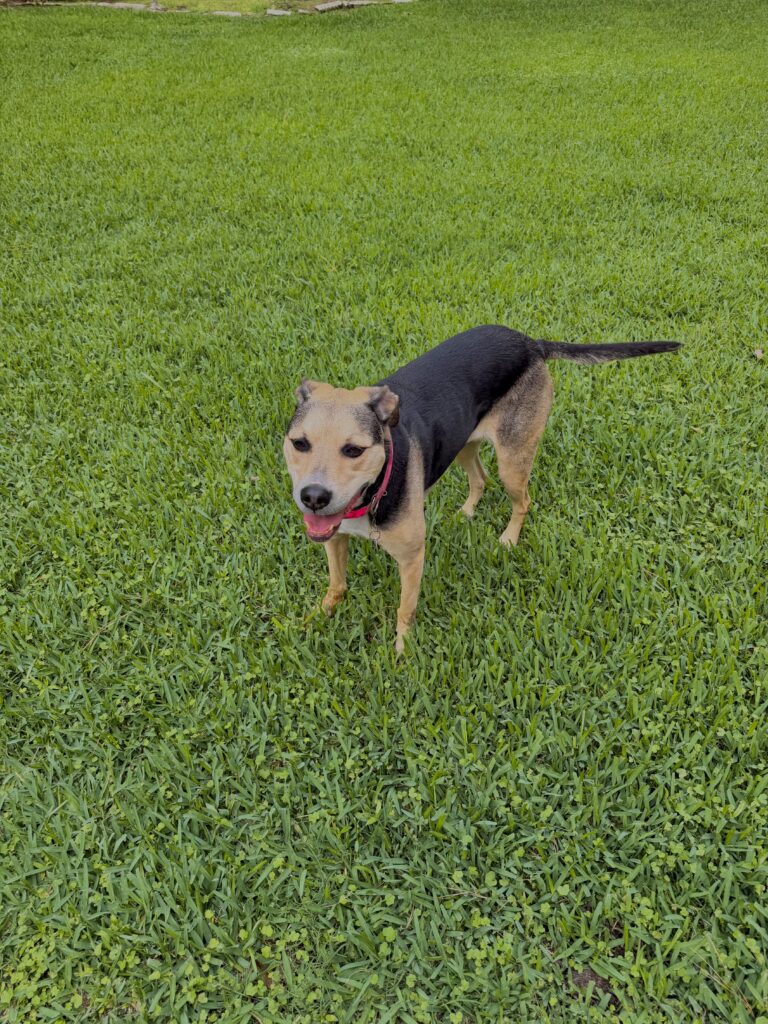 Dog going out for potty break with pet sitter