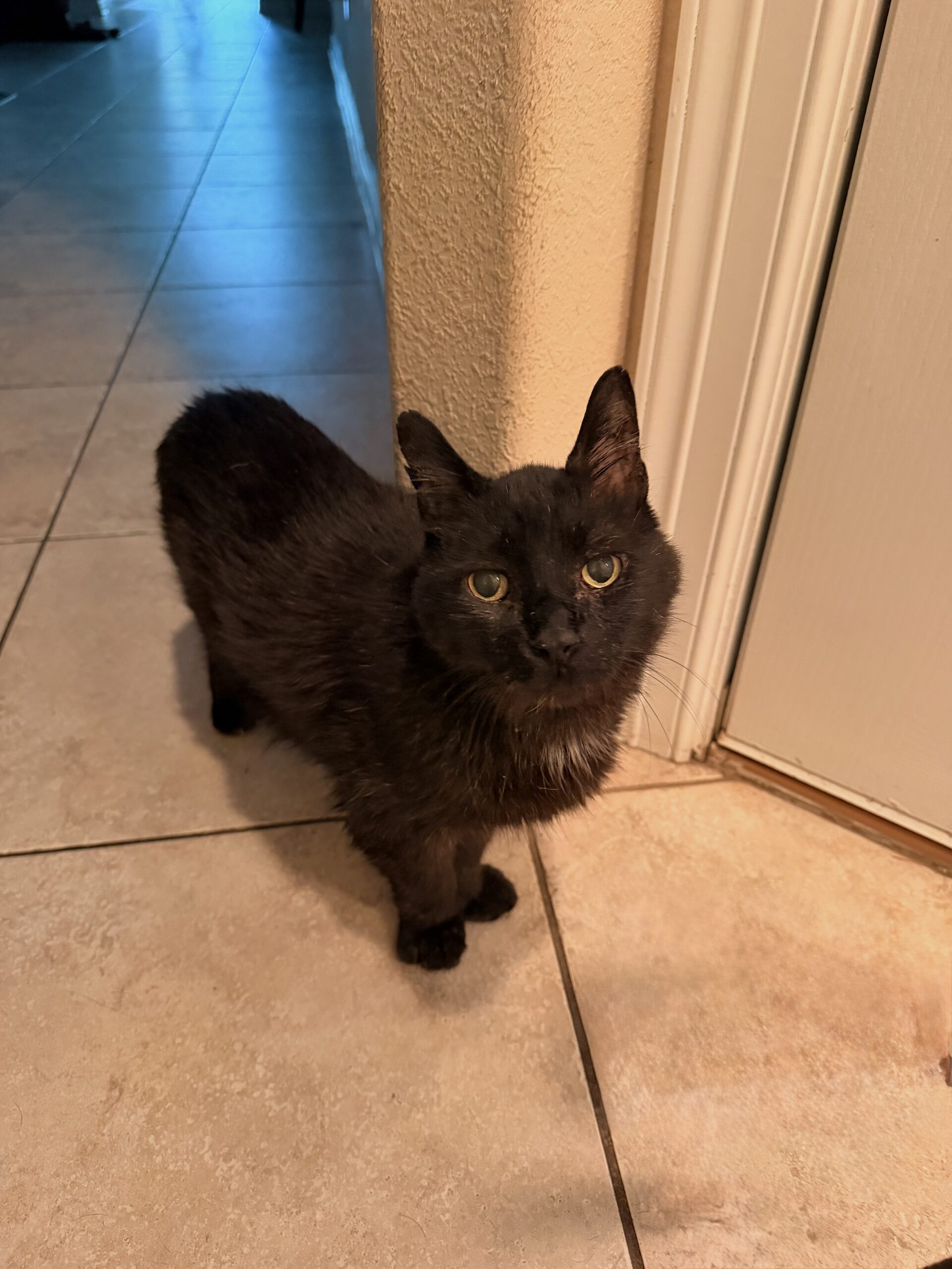 About Cat Care Visit