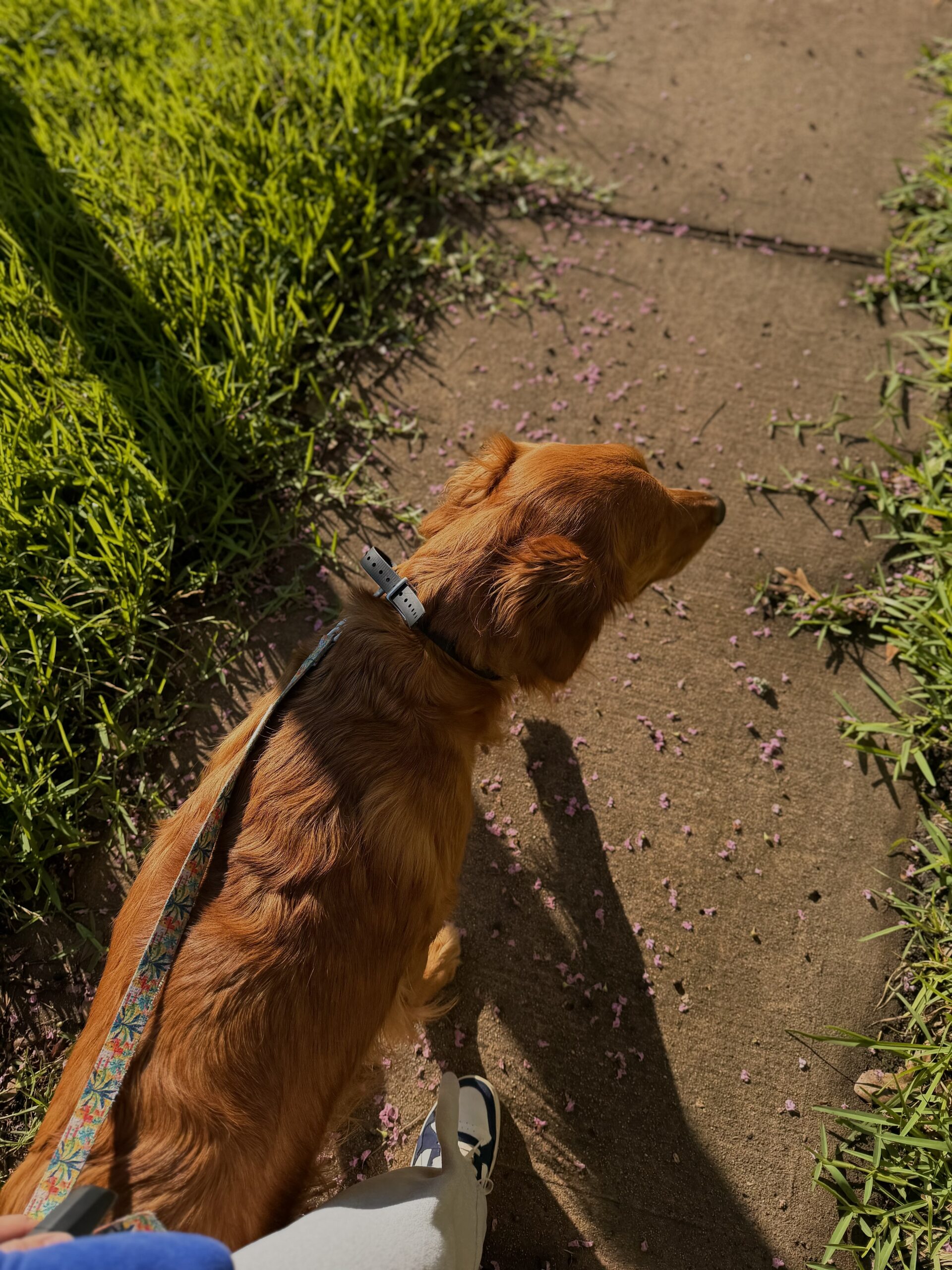 About Dog Walking Service