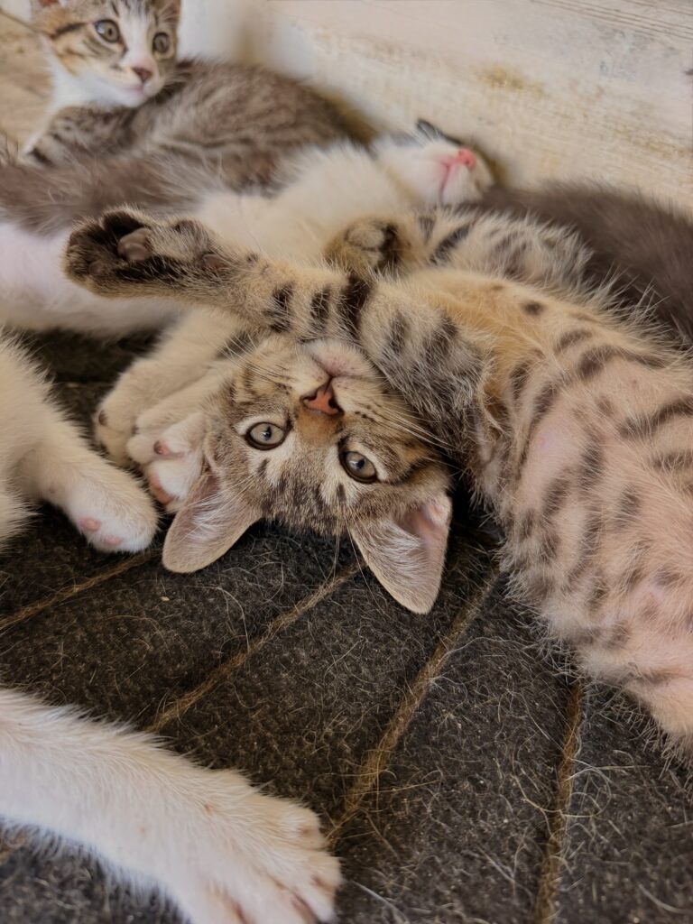 Litter of kittens napping during drop in visit