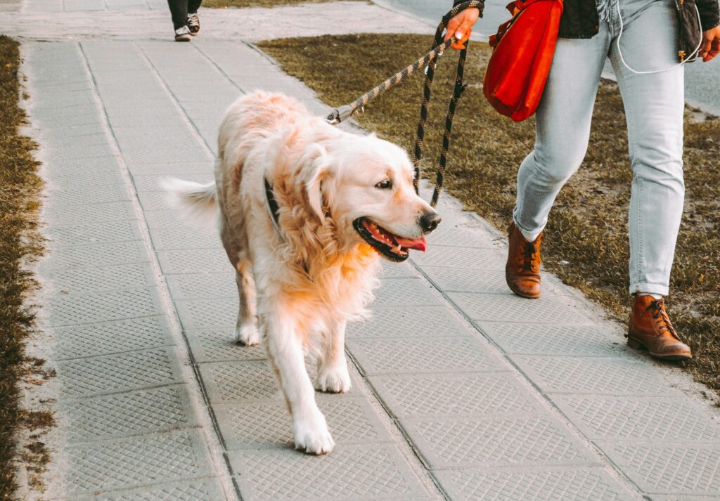 Golden retriever on a walk with dog walker