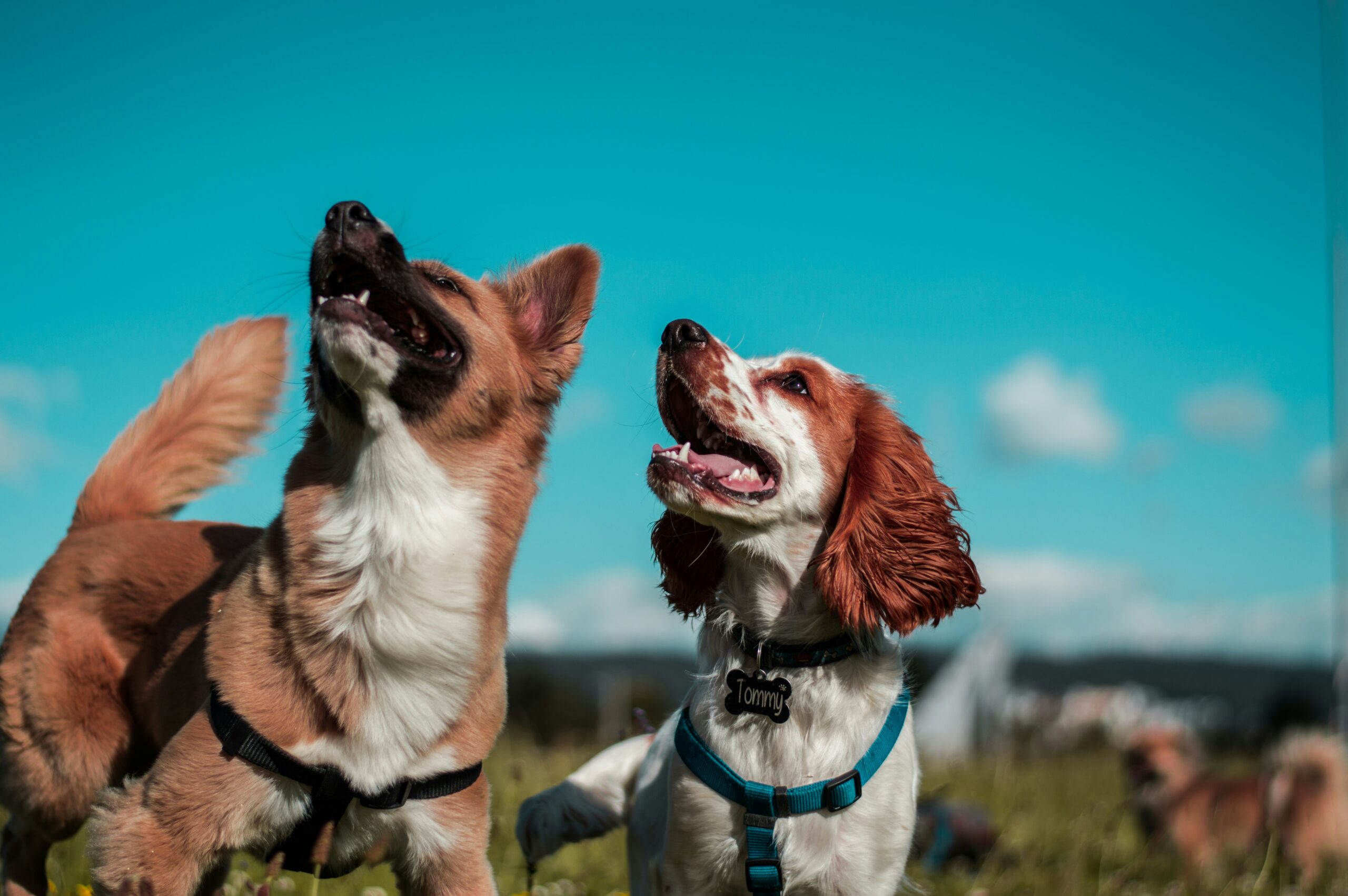 Services camilo fierro z7rcwqci77s unsplash