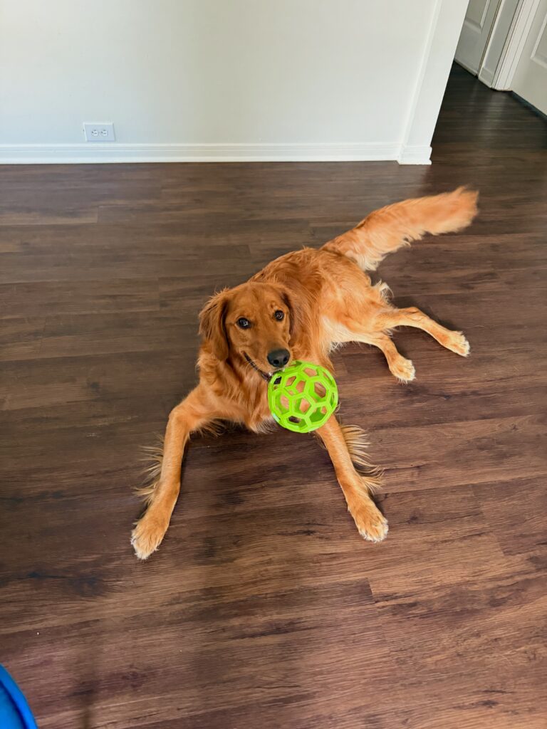 Golden retriever playing with ball during overnight care